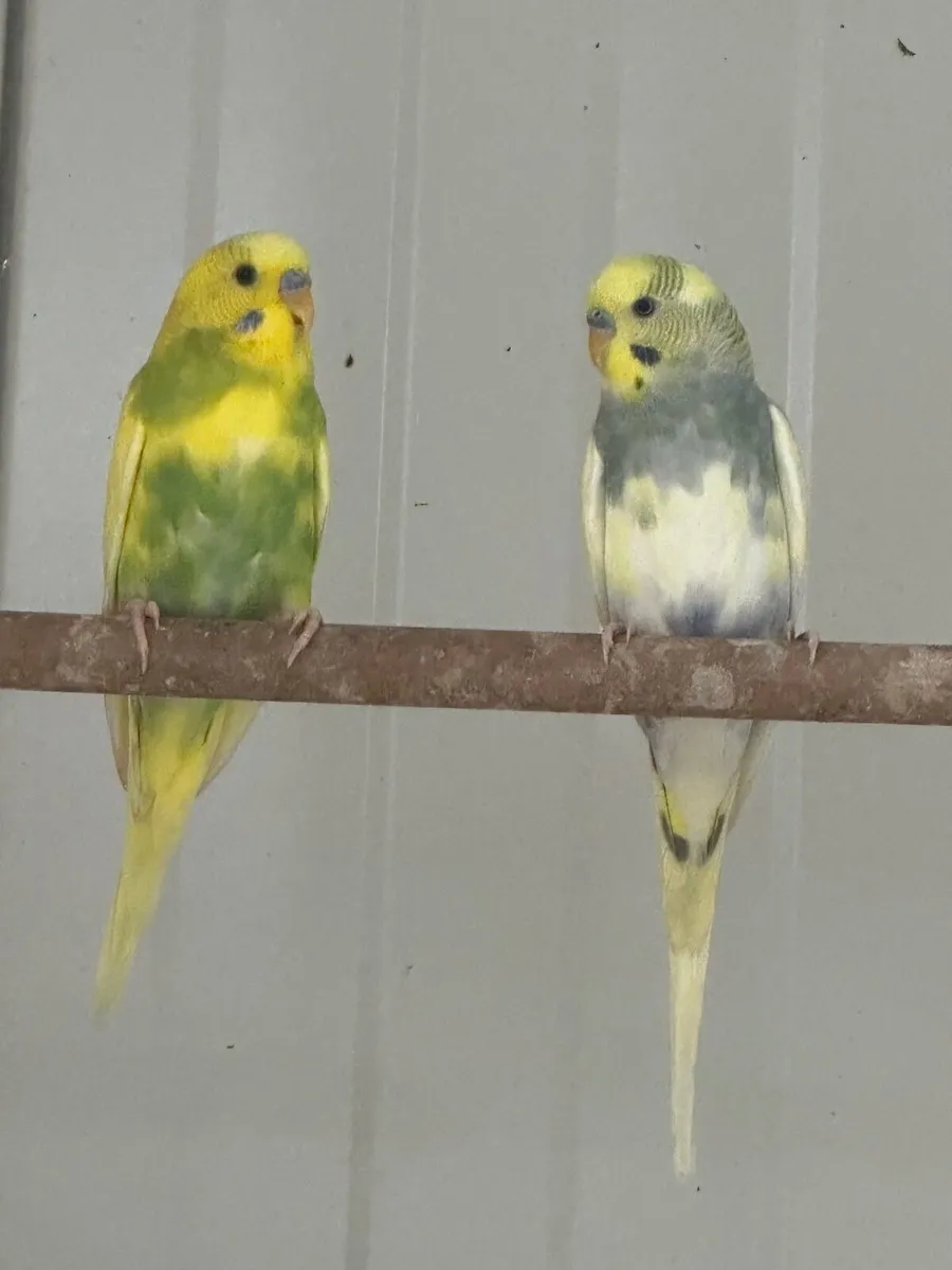 Birds - Image 4