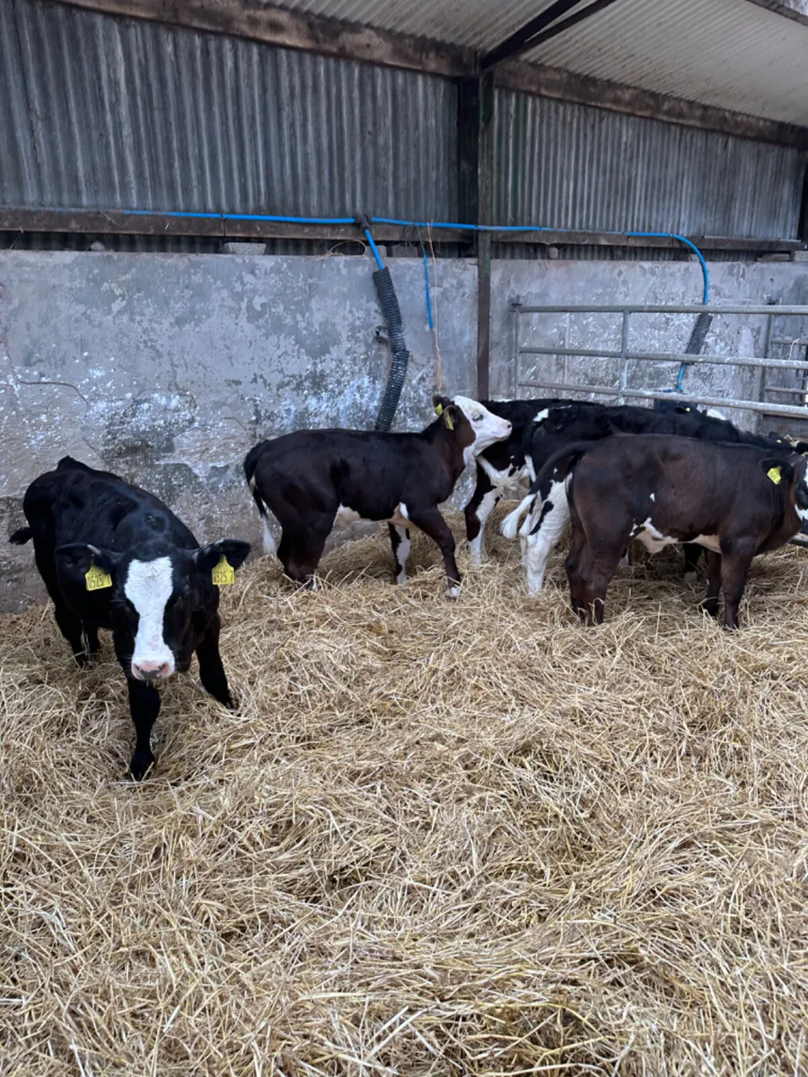 Angus and Simmental heifers - Image 1