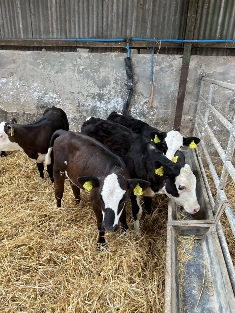 Angus and Simmental heifers - Image 4