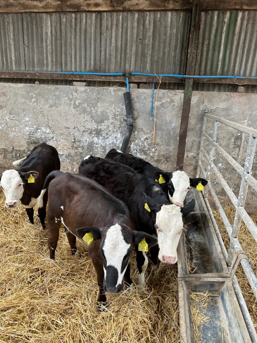 Angus and Simmental heifers - Image 2