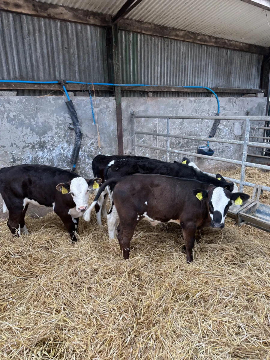 Angus and Simmental heifers - Image 3