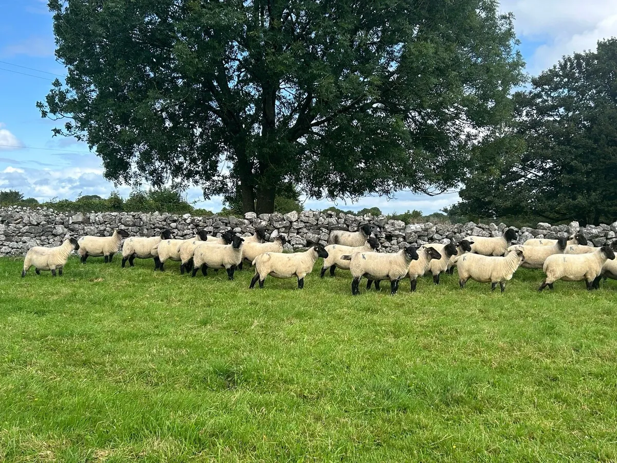 Ewe Hoggets - Image 3