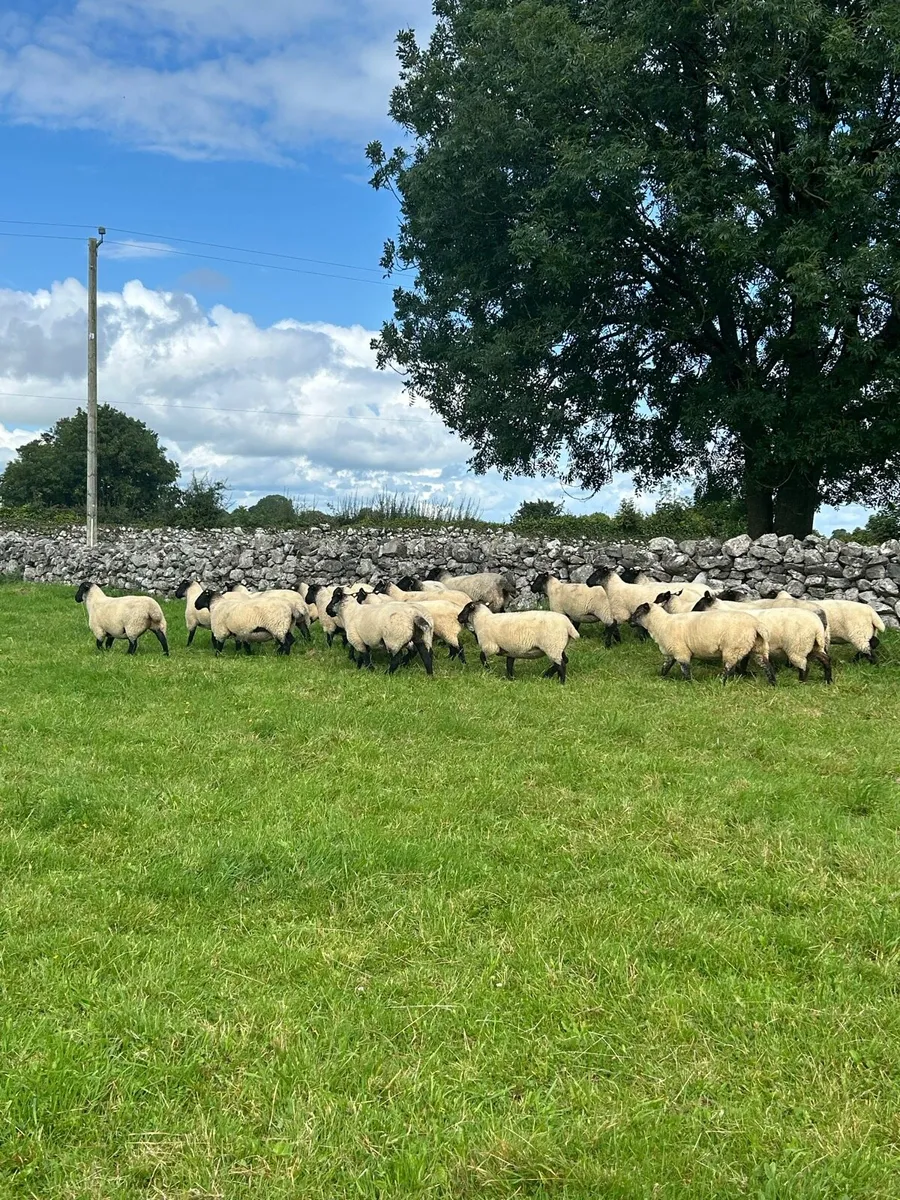 Ewe Hoggets - Image 4