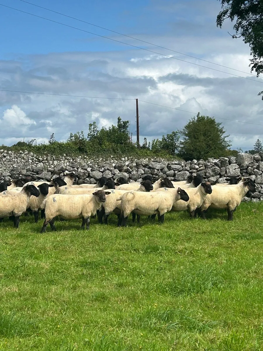 Ewe Hoggets - Image 2