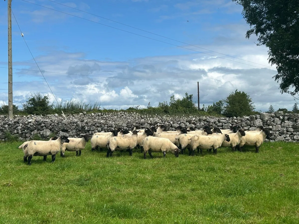 Ewe Hoggets - Image 1