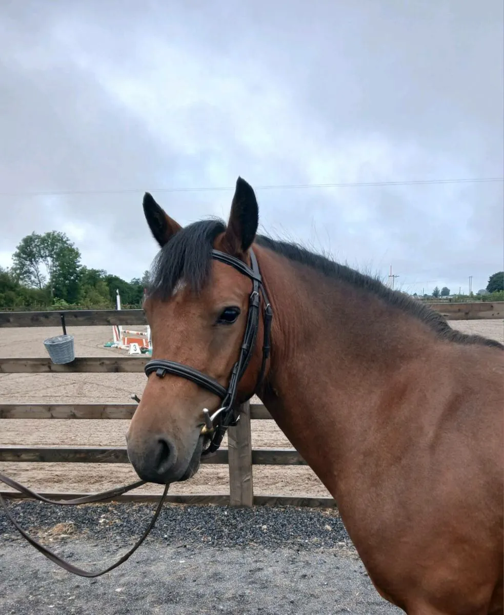 STUNNING 4 YR OLD PONY - Image 2