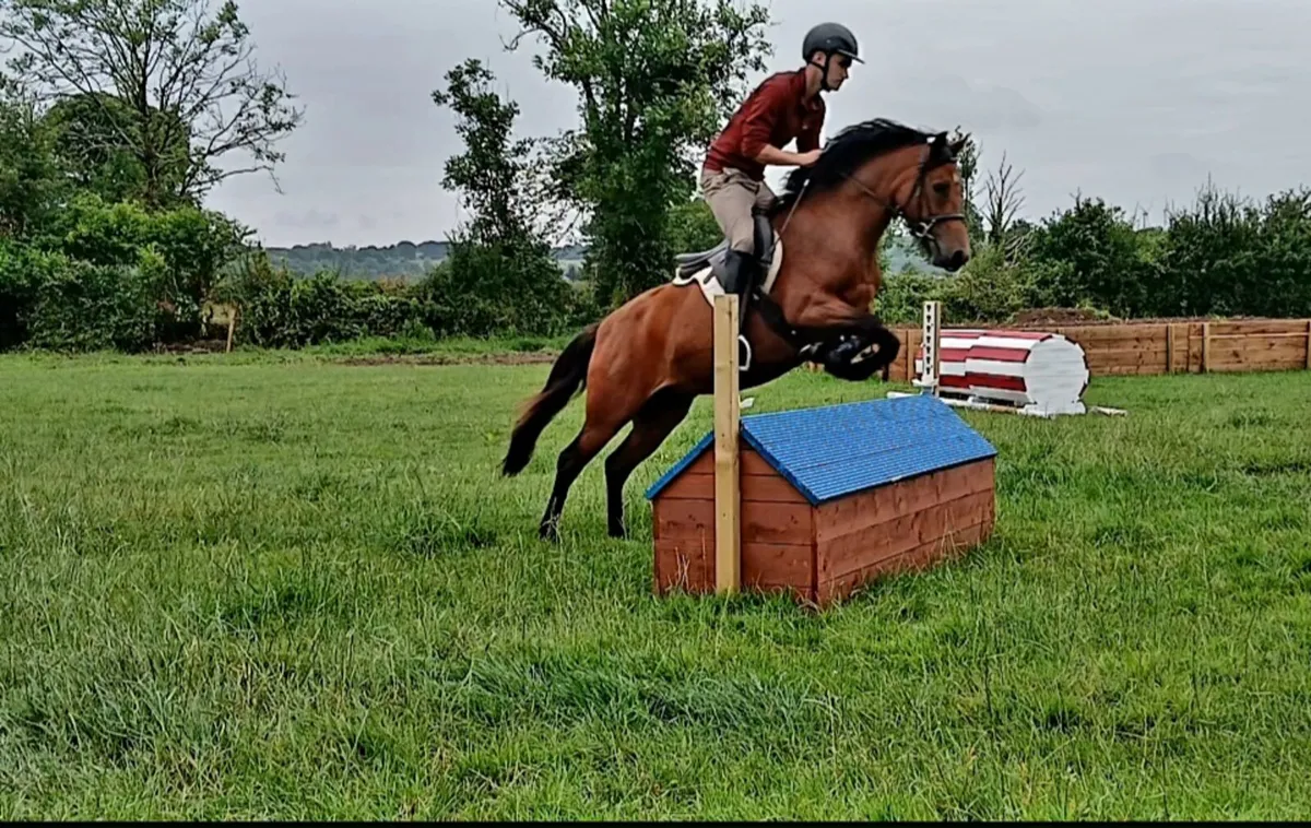 STUNNING 4 YR OLD PONY - Image 1