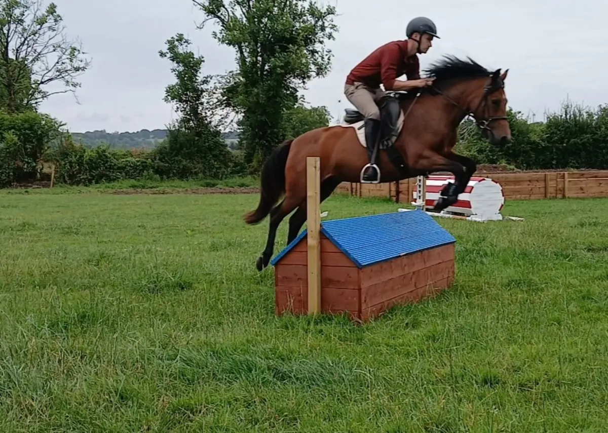 STUNNING 4 YR OLD PONY - Image 3