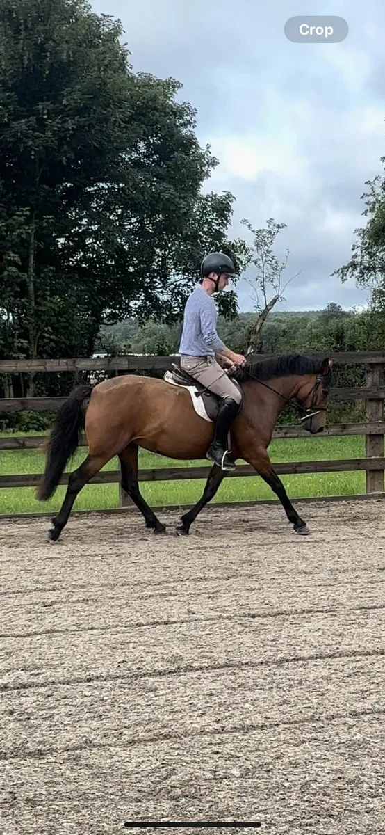 STUNNING 4 YR OLD PONY - Image 4