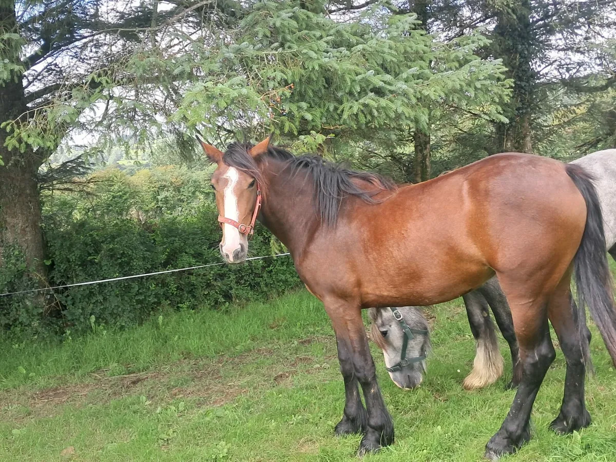 2 year old bay filly - Image 2