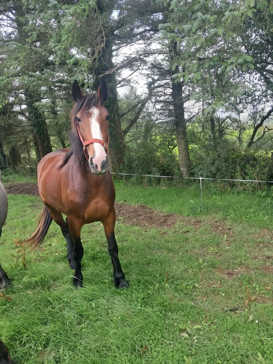 2 year old bay filly - Image 3