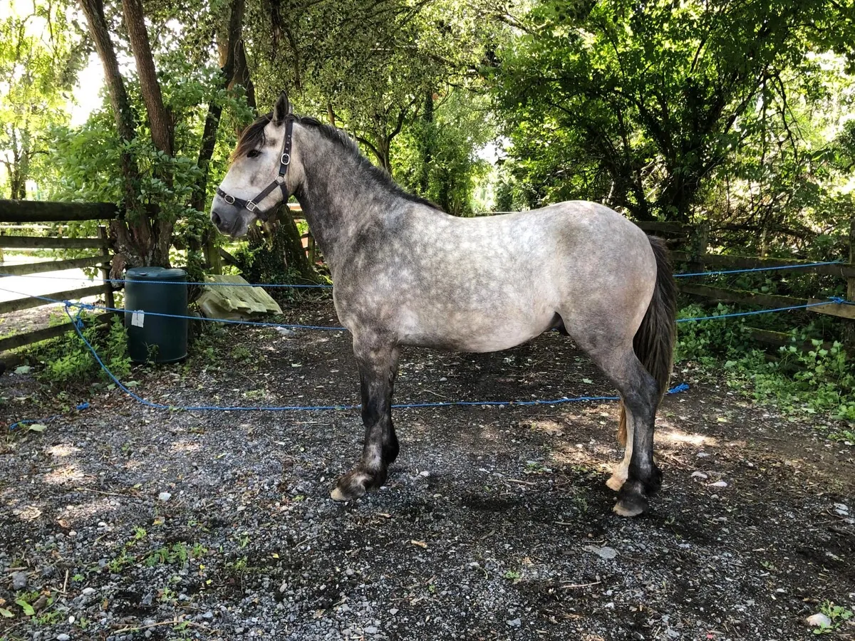 3 year old Gelding - Image 1