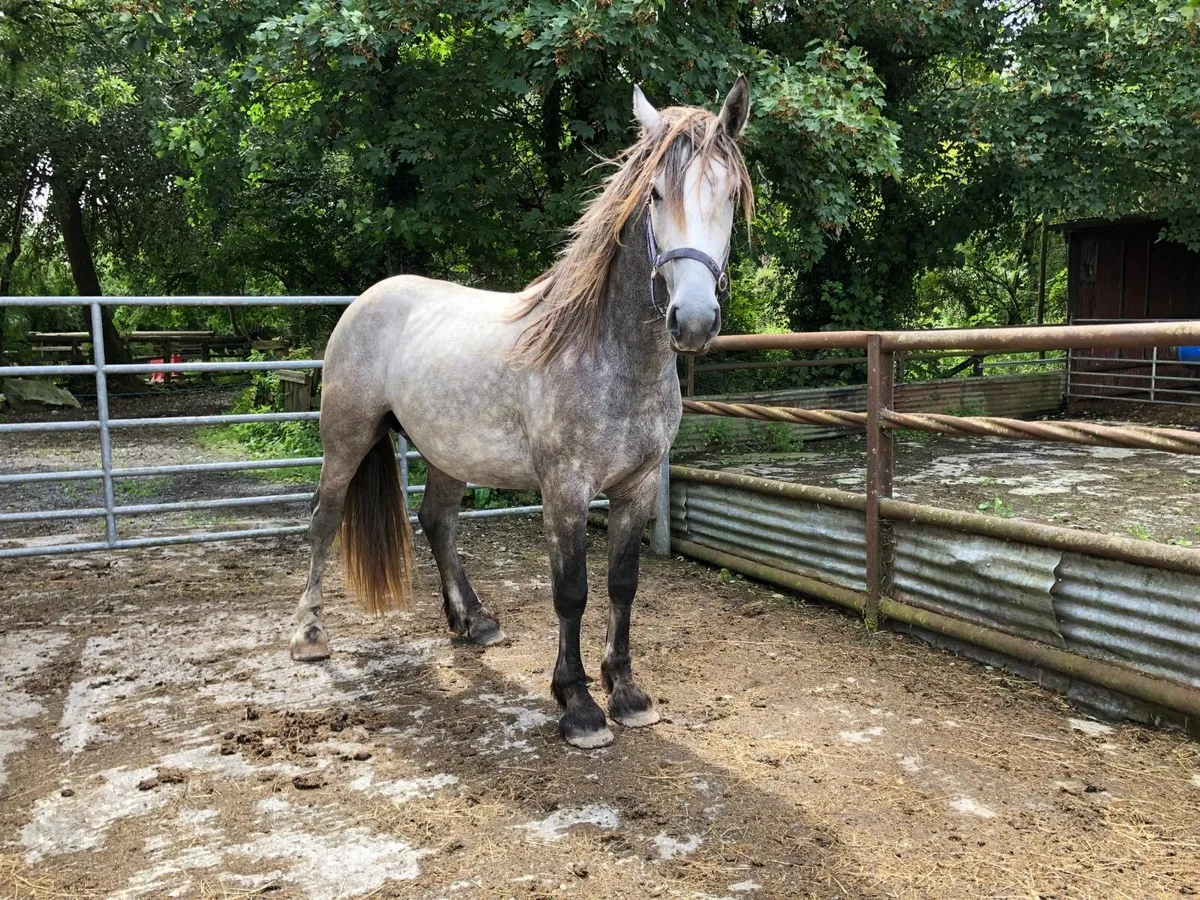 3 year old Gelding - Image 2
