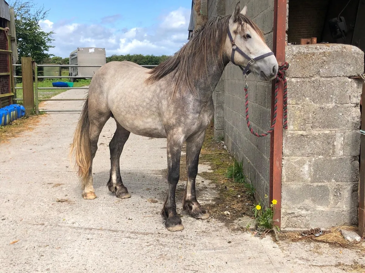3 year old Gelding - Image 3