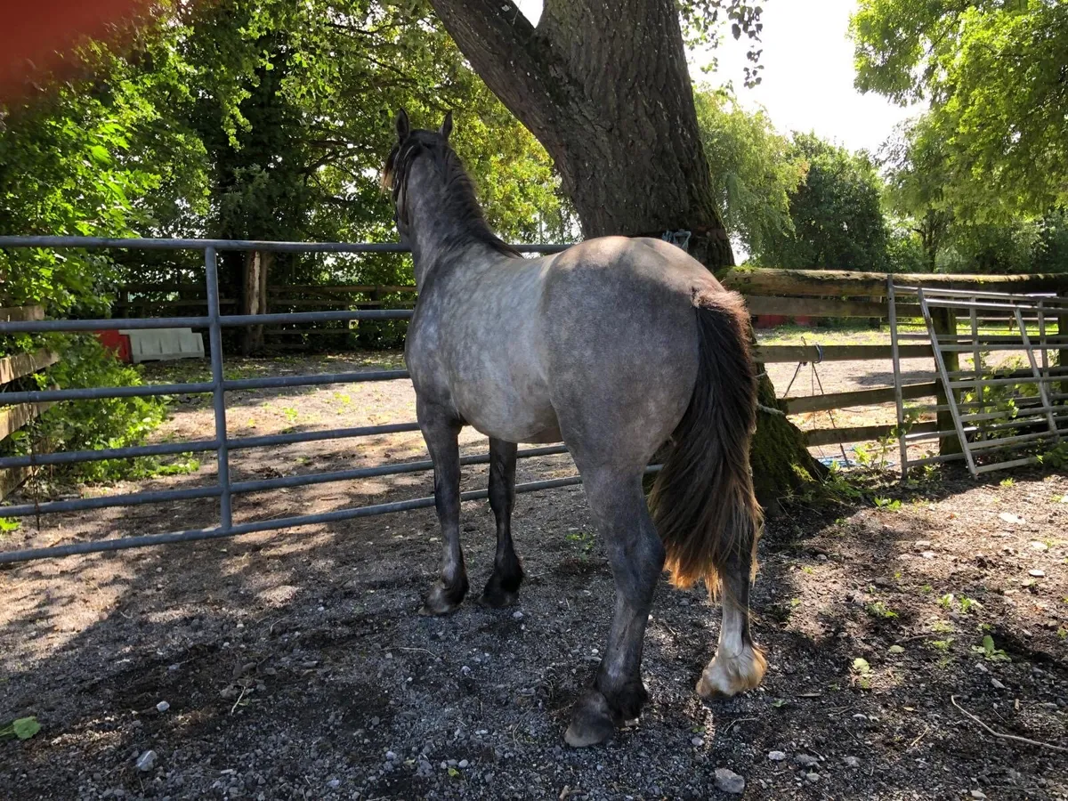 3 year old Gelding - Image 4