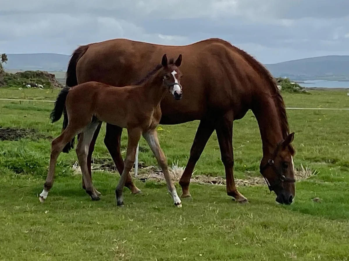 Mare with Colt foal at foot - Image 1