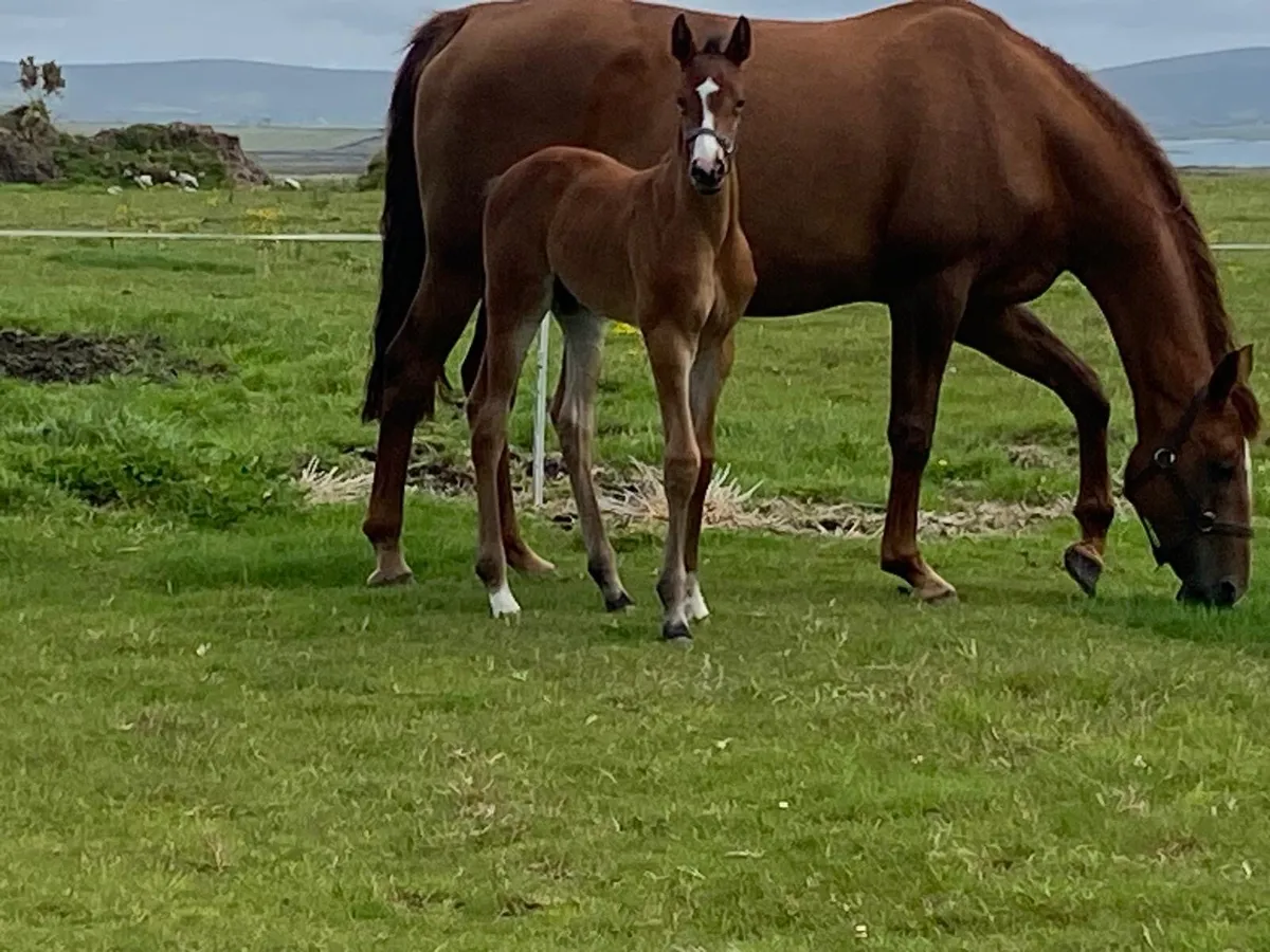 Mare with Colt foal at foot - Image 3