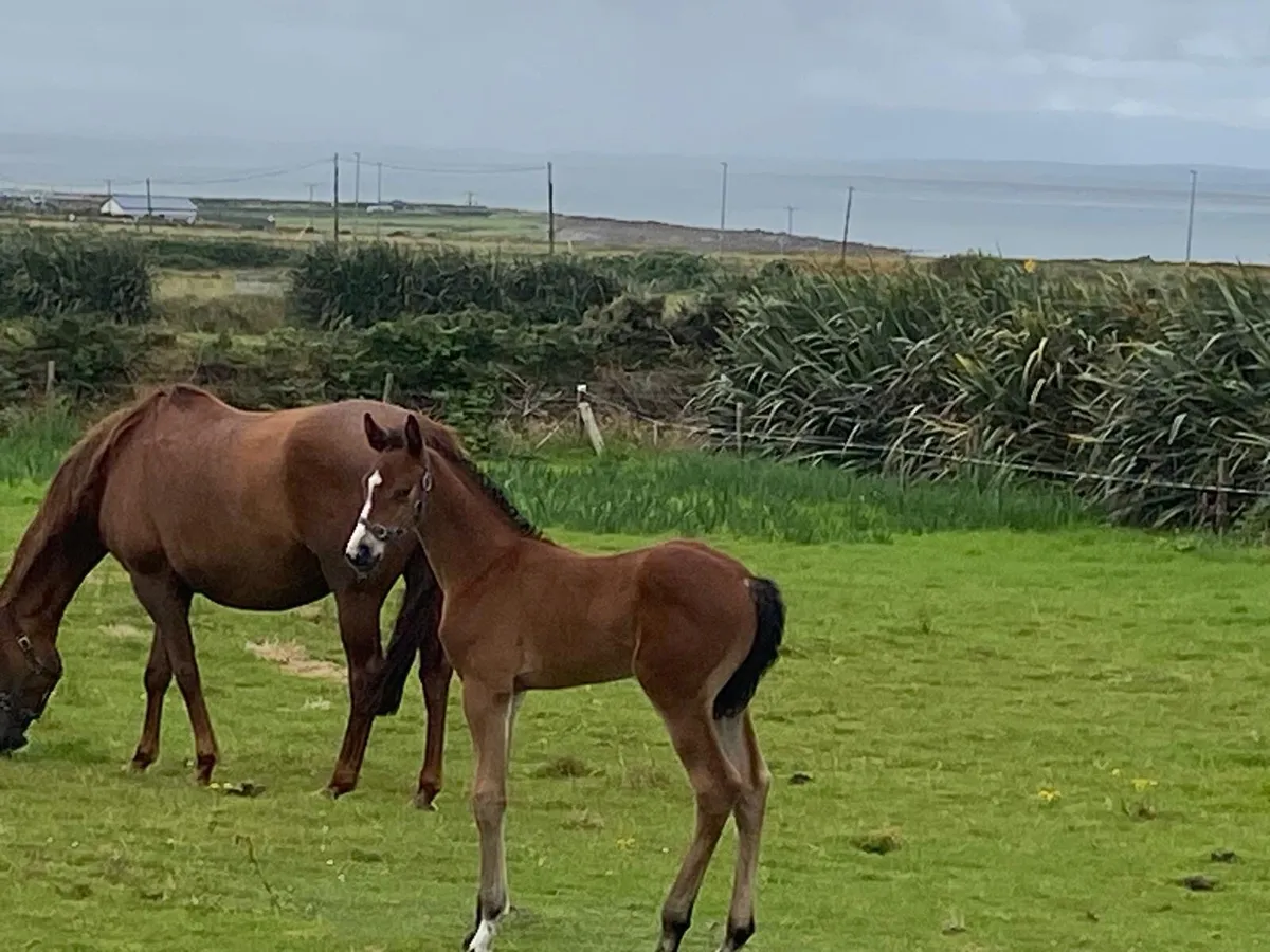 Mare with Colt foal at foot - Image 4