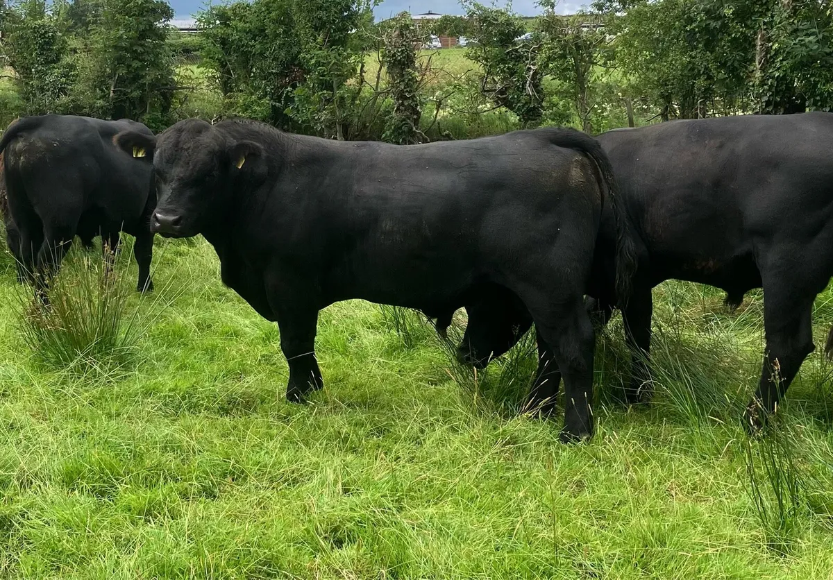 Pedigree Aberdeen Angus Bull - Image 1