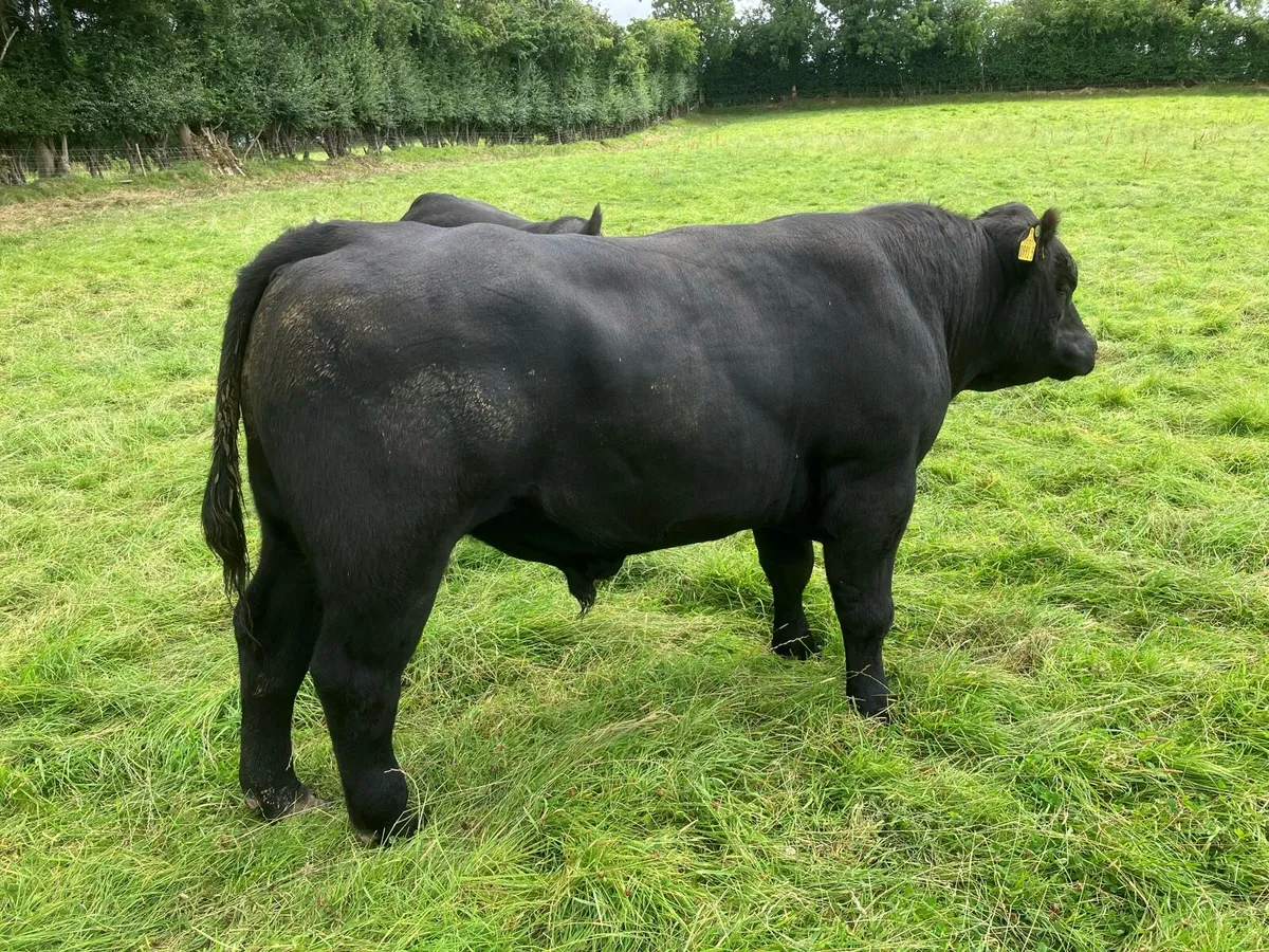 Pedigree Aberdeen Angus Bull - Image 2