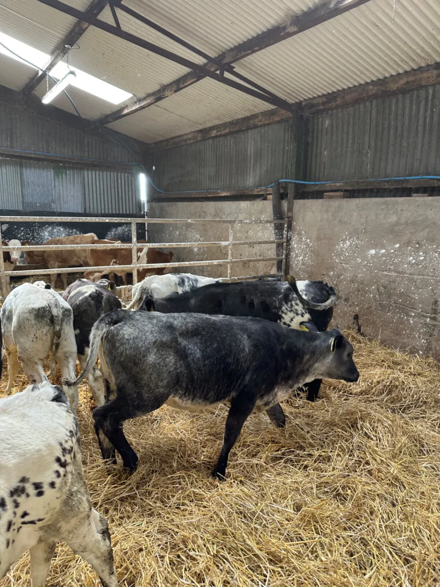 Blue heifers - Image 2