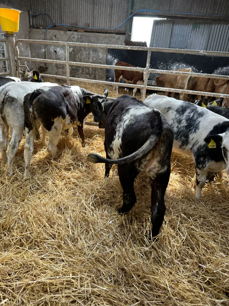 Blue heifers - Image 3