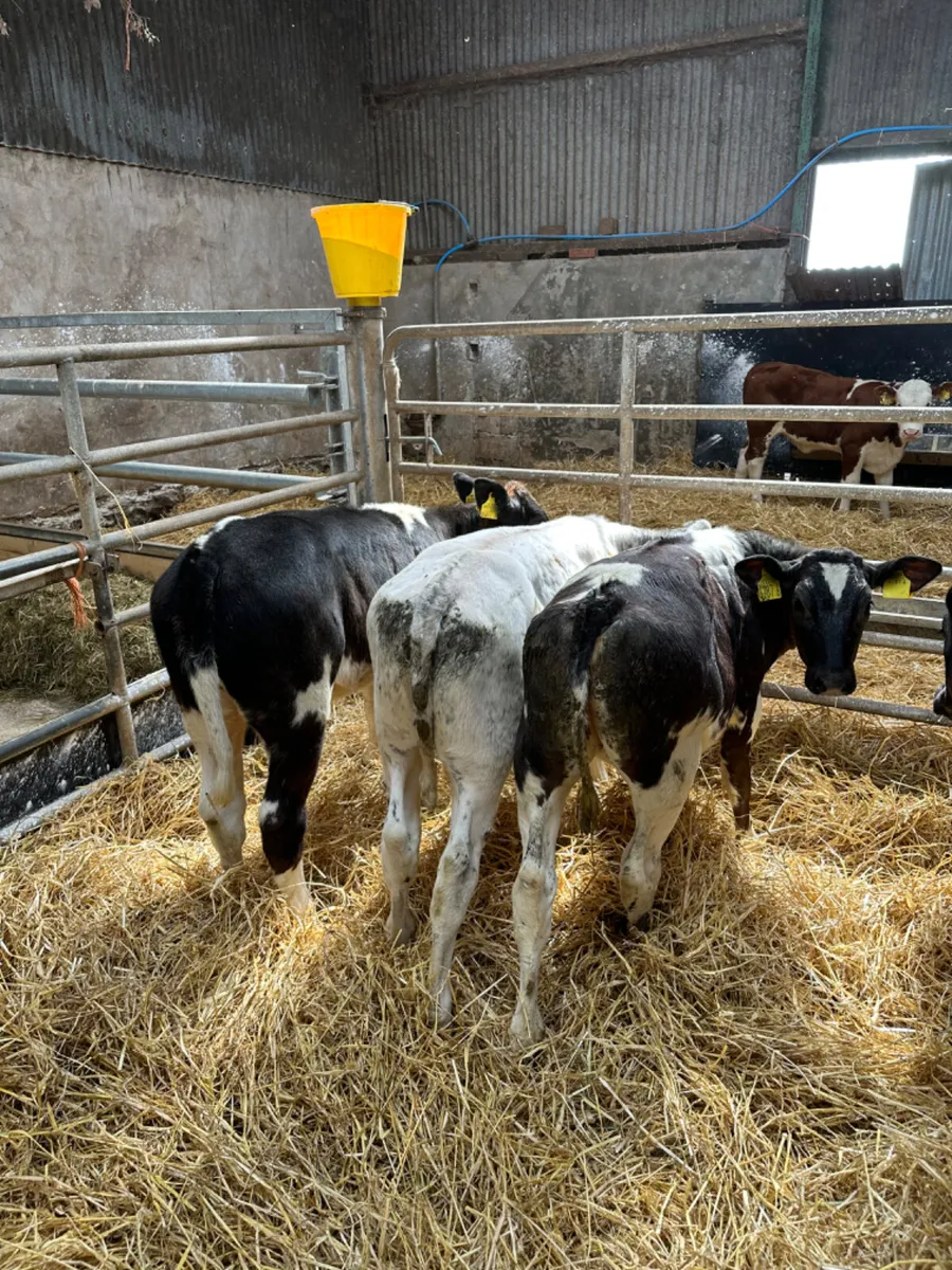 Blue heifers - Image 4