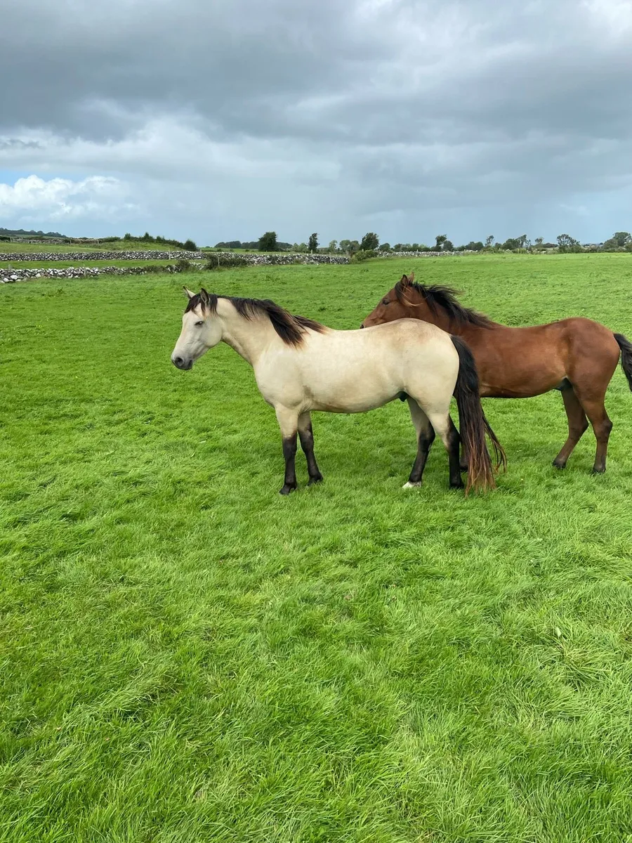3 yr old connemara geldings - Image 1