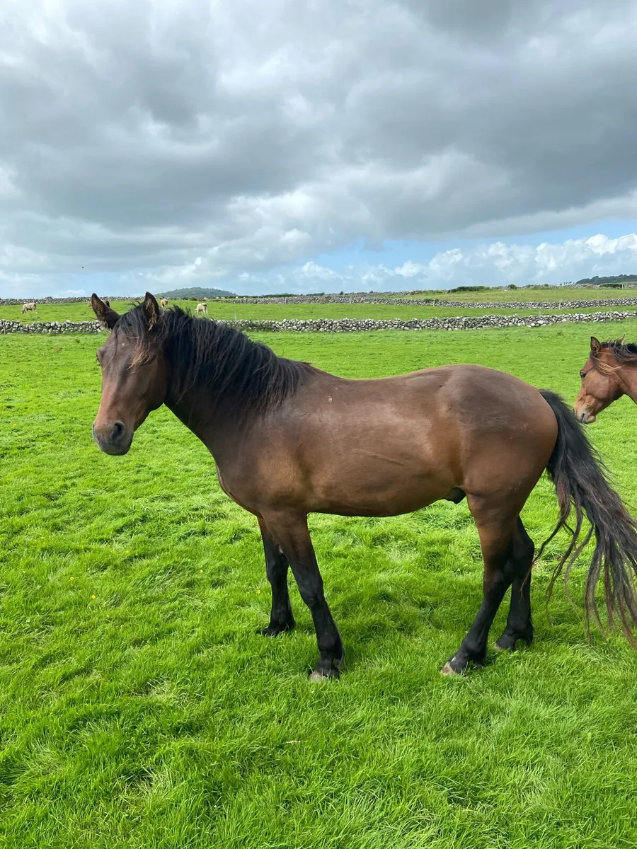 3 yr old connemara geldings - Image 2