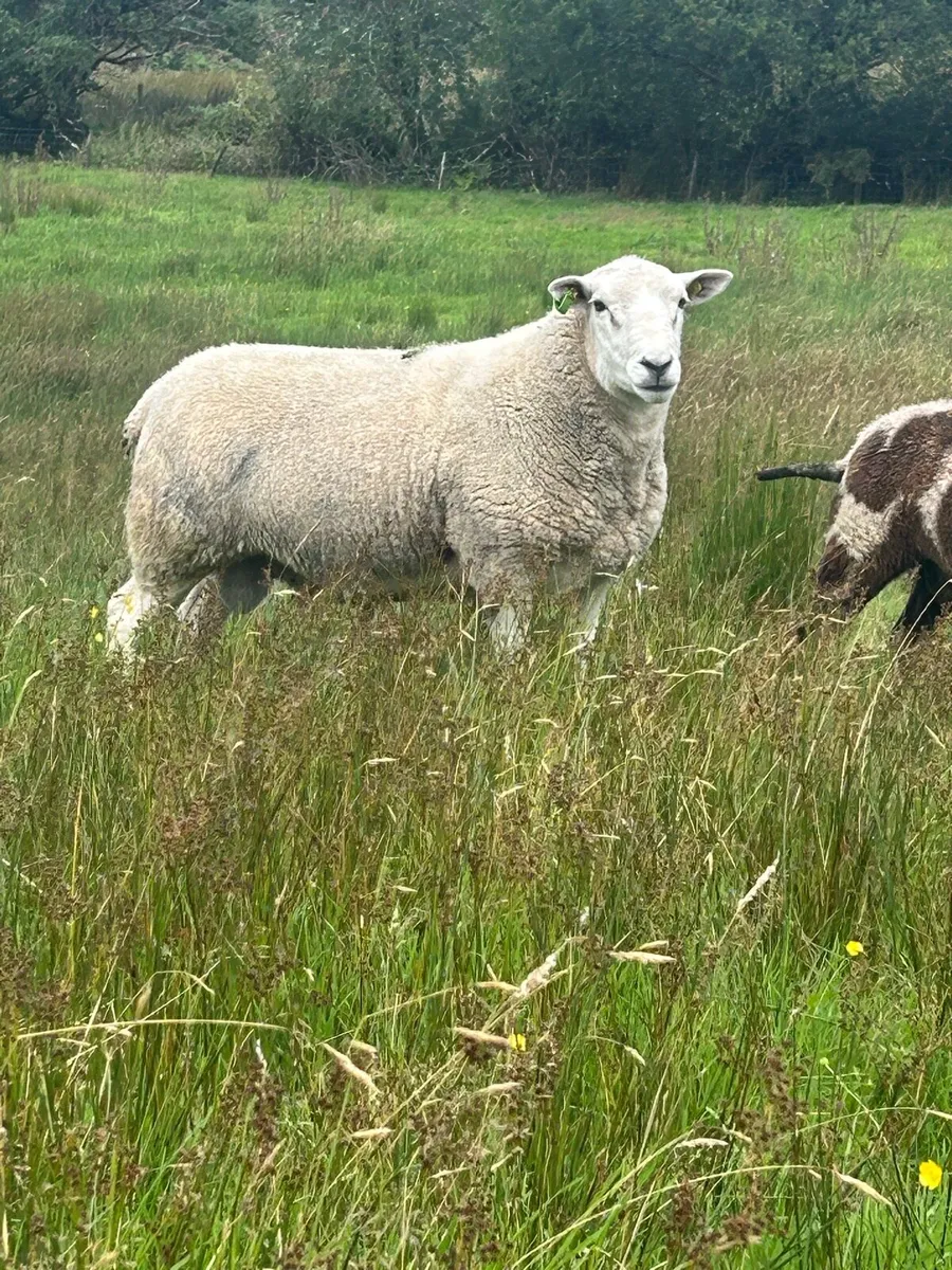 Lleyn ram - Image 1
