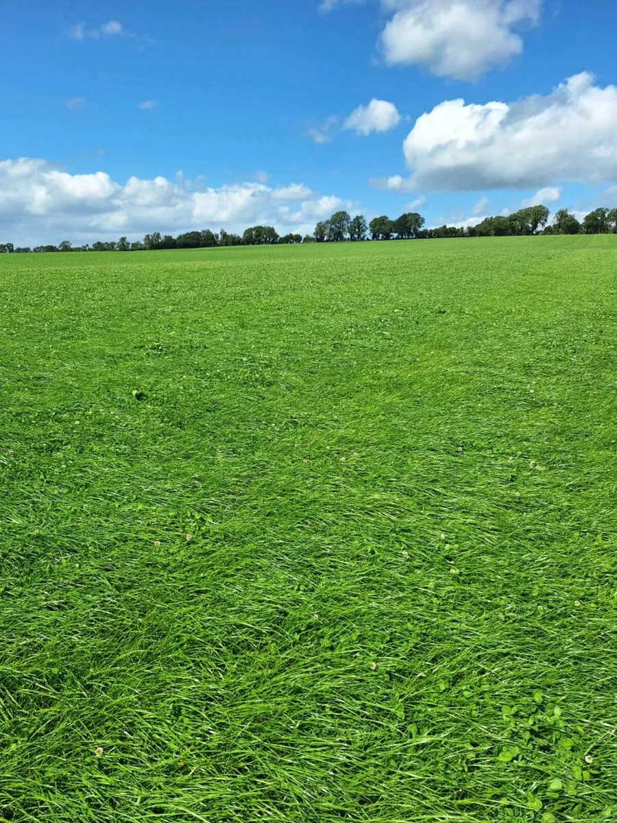 Silage Meadows (150ac)