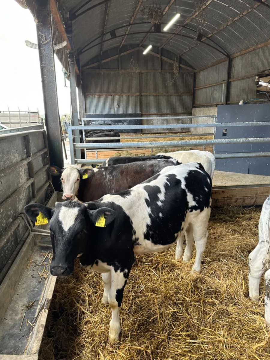Blue heifers - Image 4
