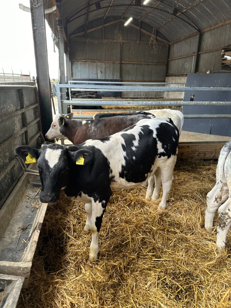 Blue heifers - Image 1
