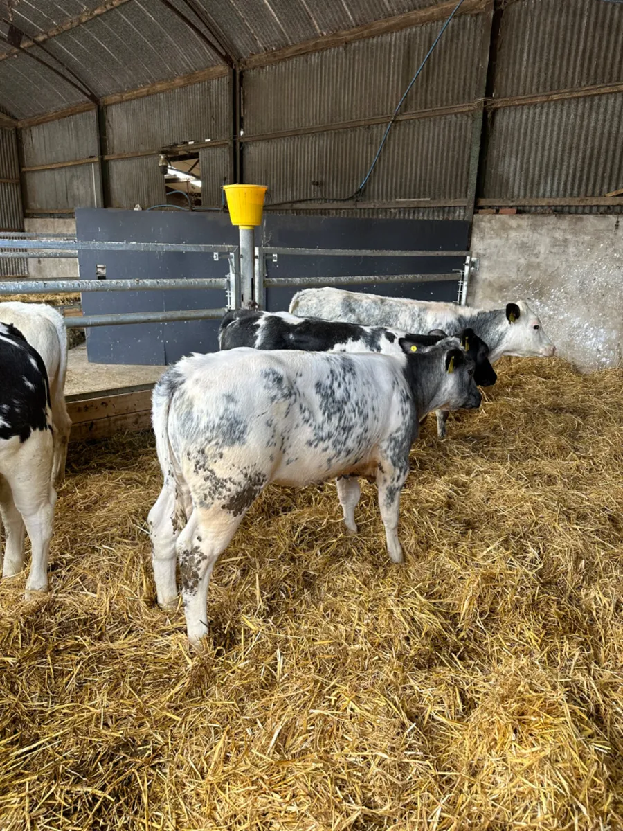 Blue heifers - Image 3