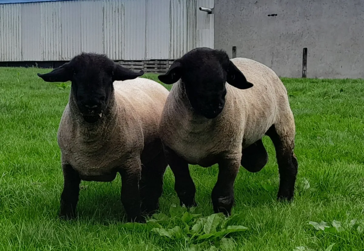Suffolk rams