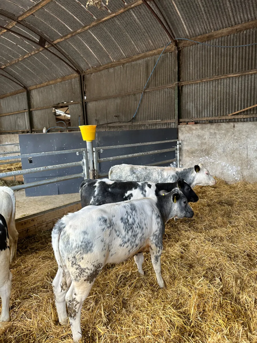 Blue heifers - Image 2