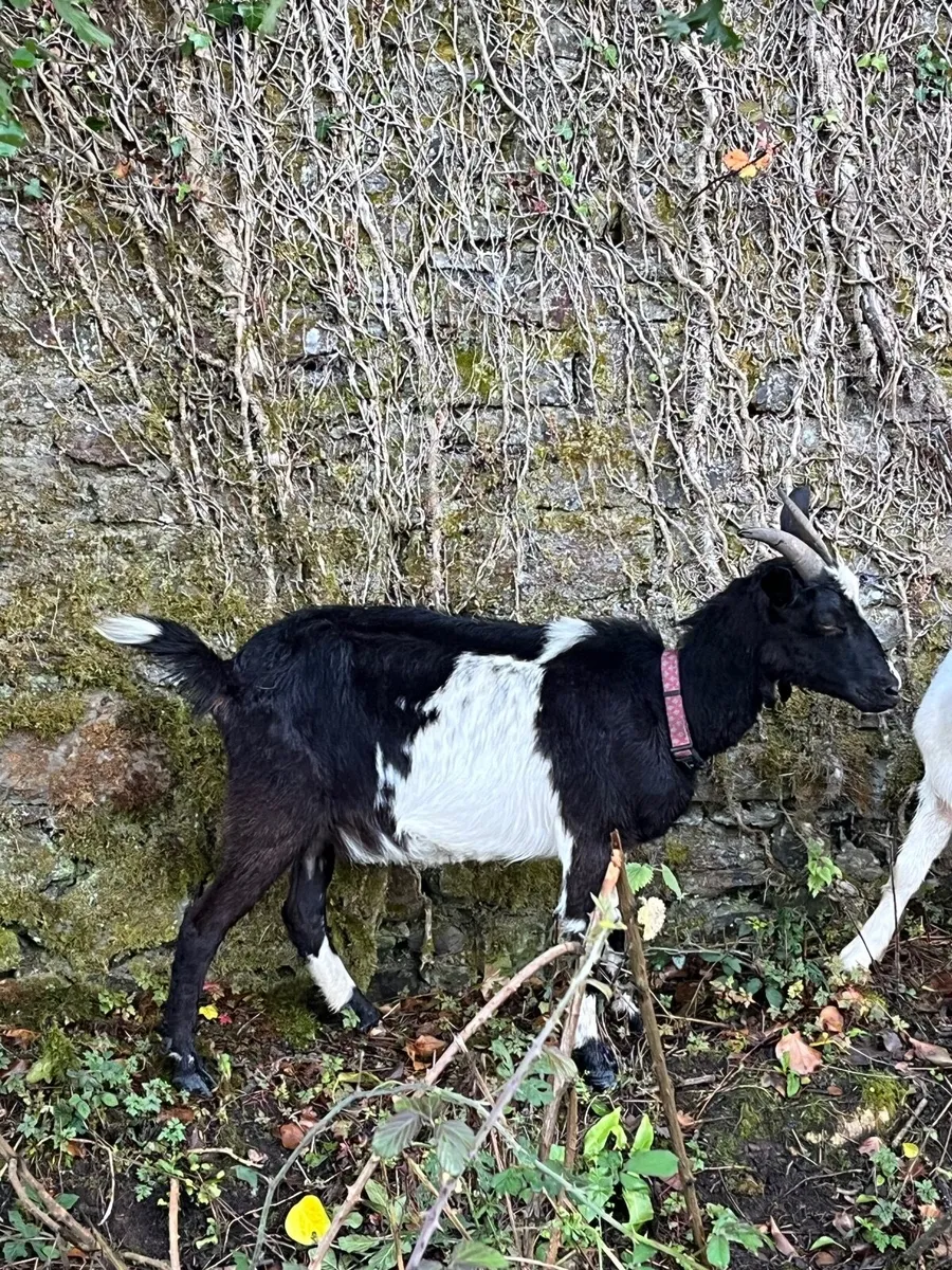 Goats - Image 1