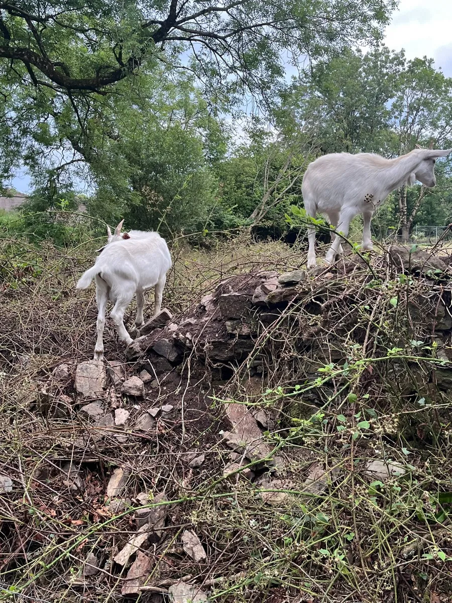 Goats - Image 2