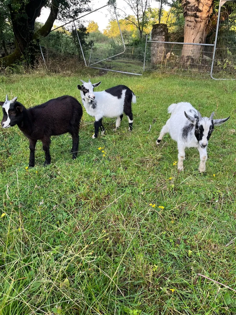 Goats - Image 3