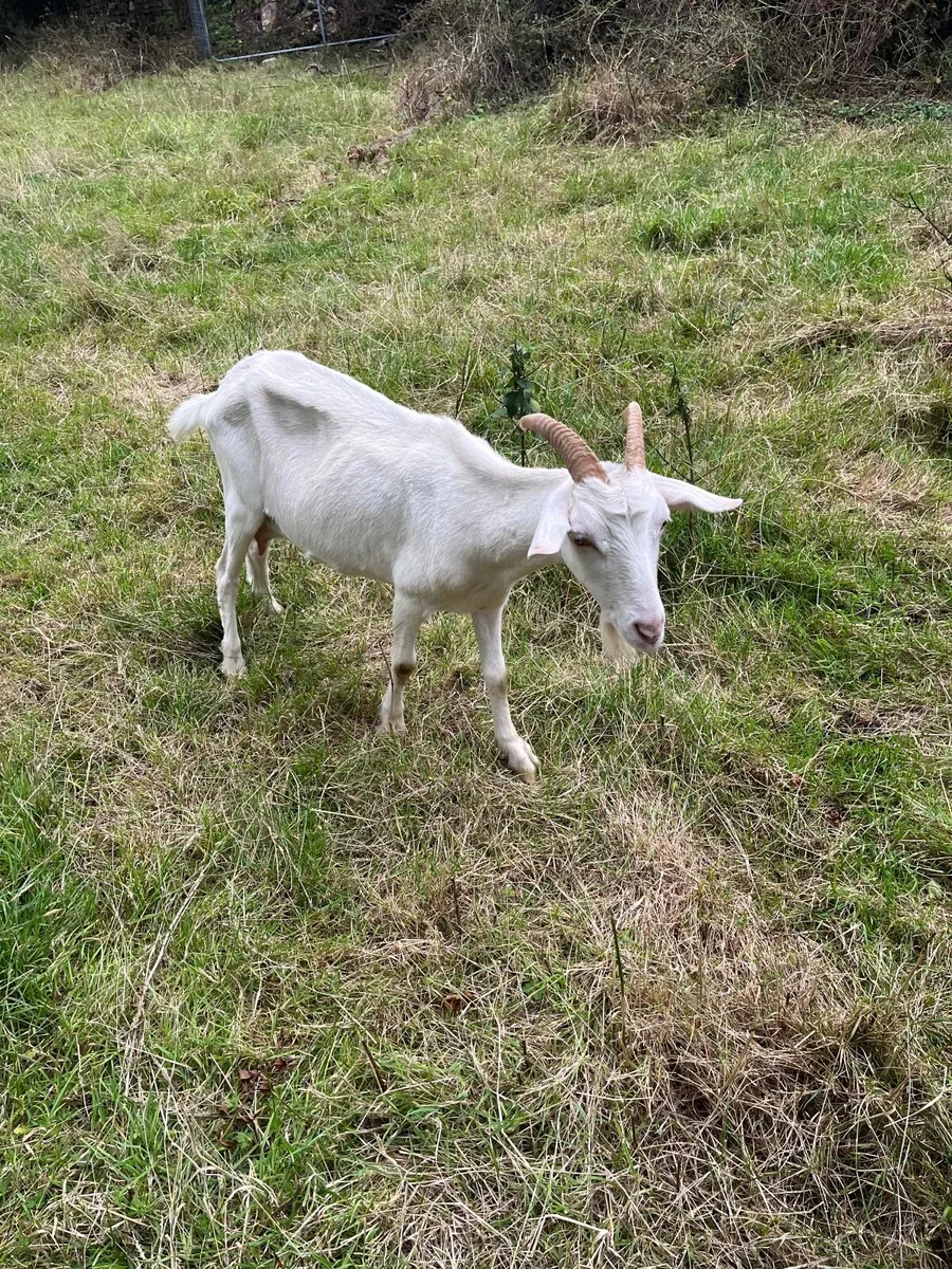 Goats - Image 4