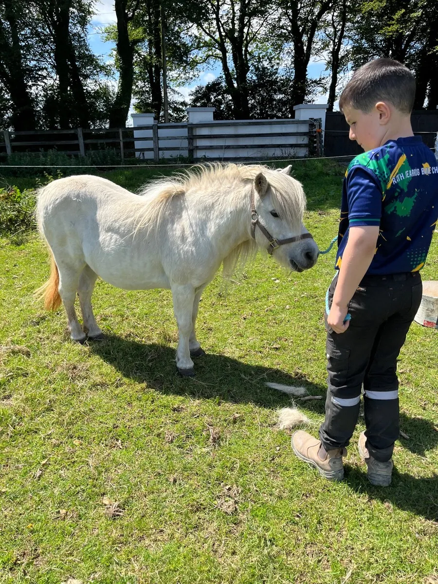 Horse - Image 1