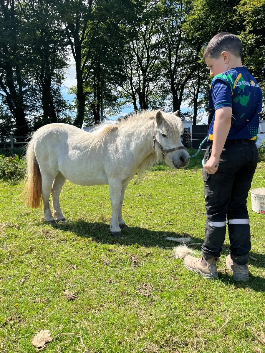 Horse - Image 2
