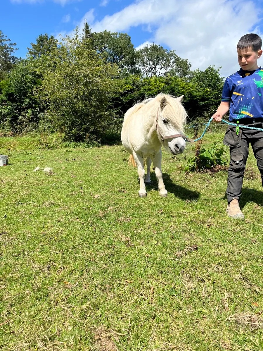 Horse - Image 3