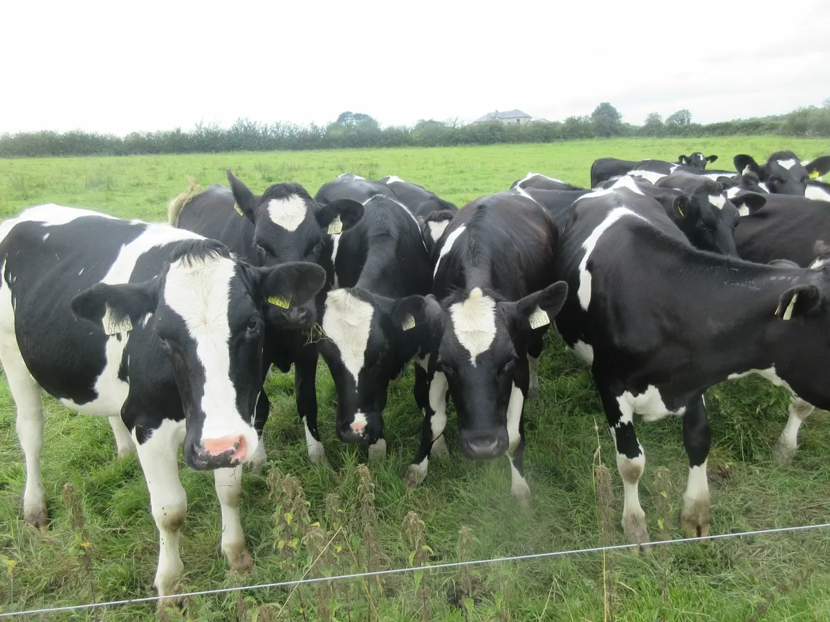 20 friesian heifers suitable for breeding - Image 1