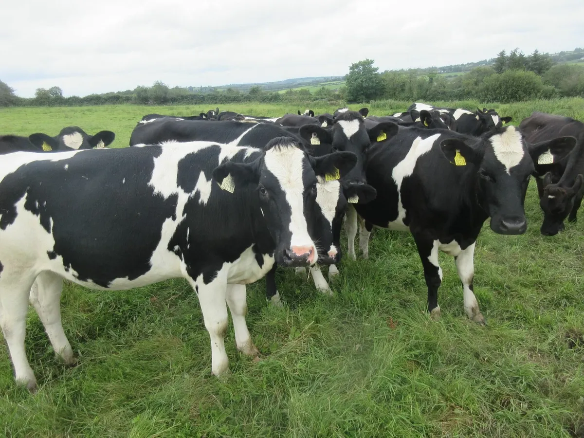 20 friesian heifers suitable for breeding - Image 2