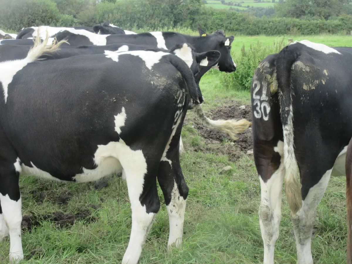 20 friesian heifers suitable for breeding - Image 3