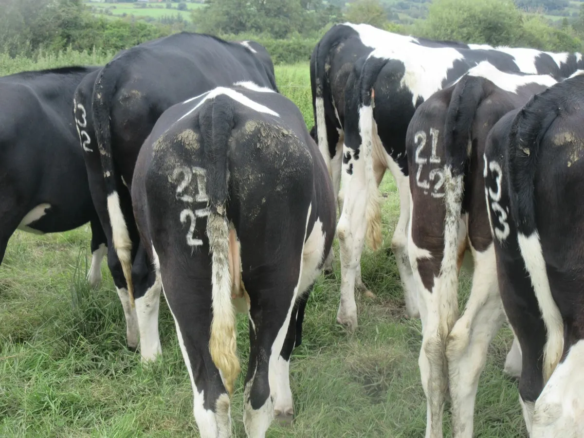 20 friesian heifers suitable for breeding - Image 4
