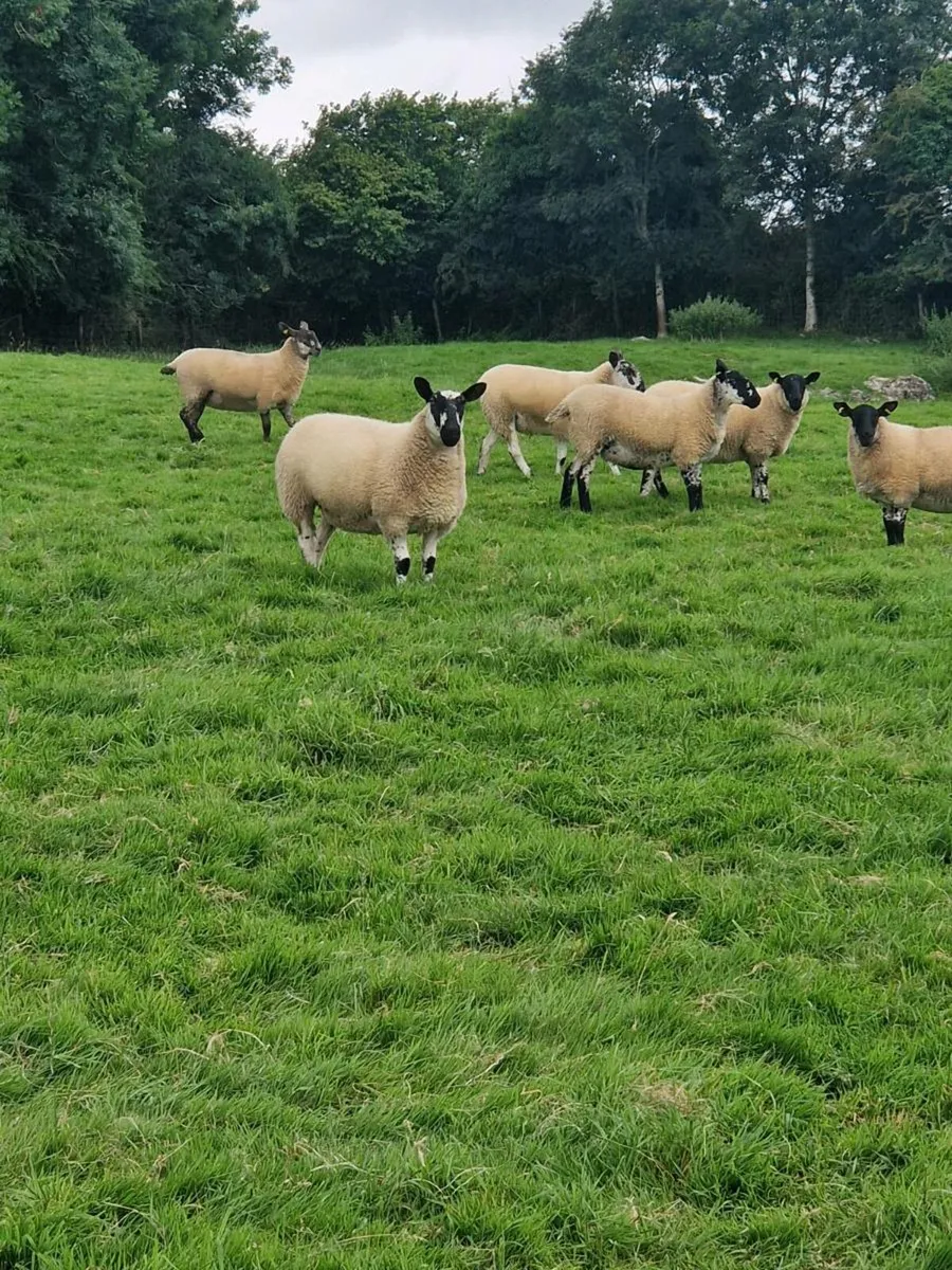 Ewe hoggets - Image 1