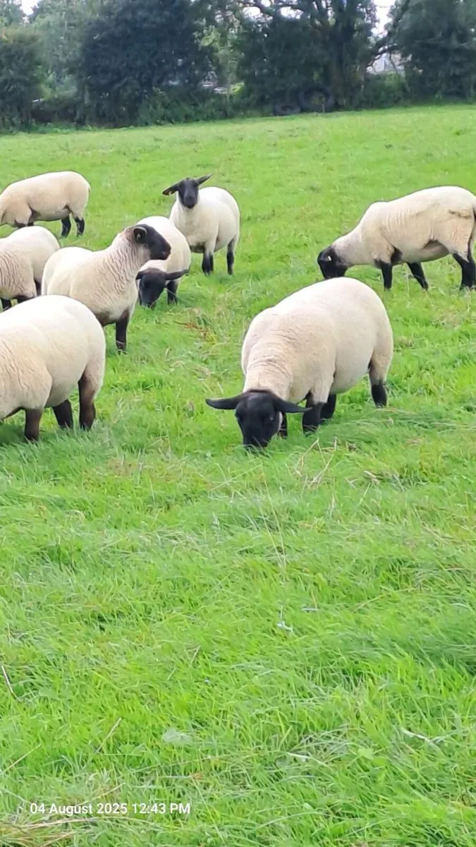35 Suffolk Ewe Hoggets - Image 1