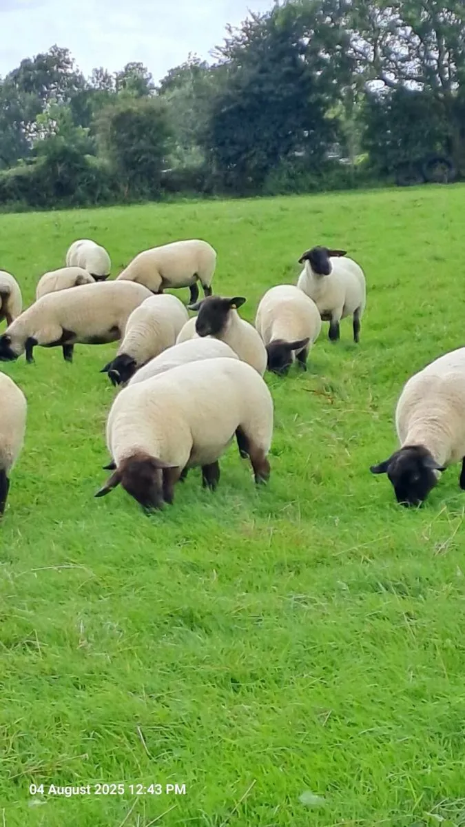 35 Suffolk Ewe Hoggets - Image 2